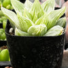 Haworthia Retusa 'White Ghost'