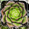 Echeveria Woolly Rose