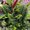 Indoor Hanging Fern Plant