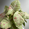Syngonium Milk Confetti