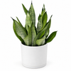Sansevieria 'Moonshine'