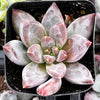 Pachyphytum Little Jewel