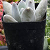 Pachyphytum Buster
