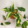 Philodendron Silver Stripe
