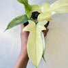 Philodendron Florida Ghost White