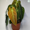 Philodendron Melanochrysum