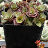 Callisia Repens Turtle Vine