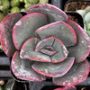 Echeveria Blue Sky