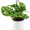 Monstera Adansonii (Swiss Cheese Plant)