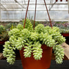 Sedum Donkey's Tail