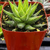 Haworthiopsis Fasciata