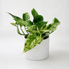 Pothos Marble Queen