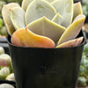 Echeveria Lolita