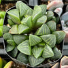 Haworthia Pygmaea