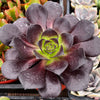 Aeonium Black Rose Zwartkop