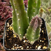 Stapelia Gigantea