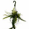 Fishbone Cactus