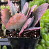 Variegated Flapjack