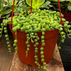 String of Pearls