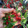 Yaupon Holly (Ilex vomitoria)