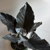 Alocasia Antoro Velvet