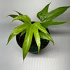 Anthurium Pedatoradiatum Fingers