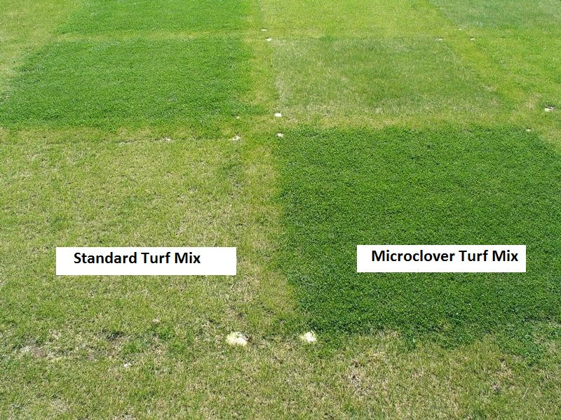 Microclover Alternative Lawn – photo 6