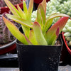 Crassula Capitella Campfire