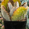 Kalanchoe Beharensis Fang