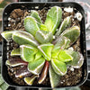 Faumatium Hybrid