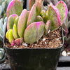 Trailing Jade