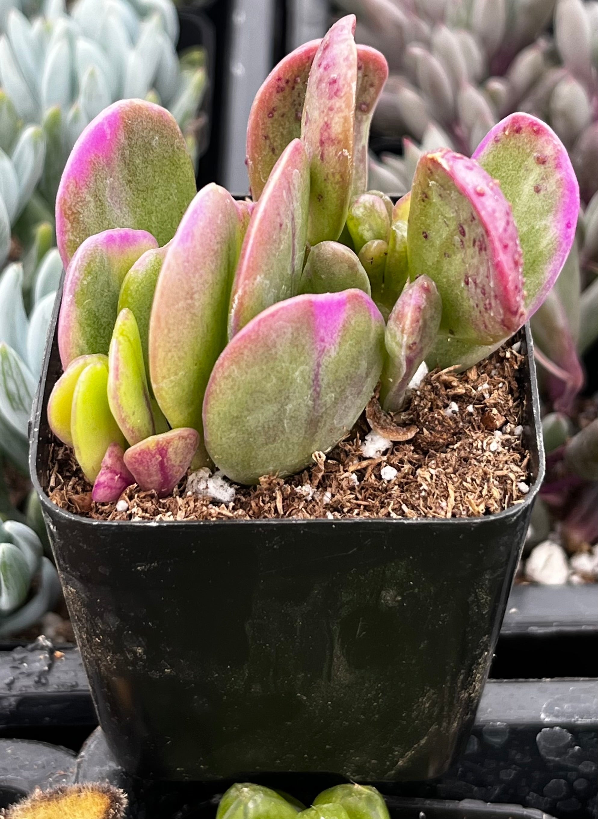 Trailing Jade