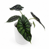 Alocasia Baginda 'Dragon Scale'