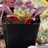 Sempervivum Devon Jewel