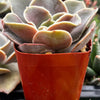 Echeveria Fireglow