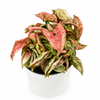 Variegated Syngonium Pink Godzilla