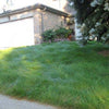 EcoSeed - The No Maintenance Lawn, Fine Fescue Lawn Mix, Eco-Friendly Grass