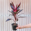 Cordyline 'Calypso Queen'