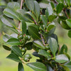 Guava, Strawberry (Psidium cattleianum)