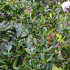 Guava, Strawberry (Psidium cattleianum)
