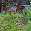 Klip Dagga (Leonotis nepetifolia)