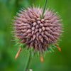Klip Dagga (Leonotis nepetifolia)