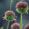 Klip Dagga (Leonotis nepetifolia)