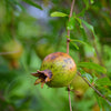 Pomegranate 'Vietnamese Pink' (Punica granatum)