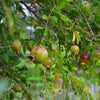 Pomegranate 'Vietnamese Pink' (Punica granatum)