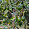 Avocado 'Brogdon' (Persia americana)