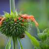 Klip Dagga (Leonotis nepetifolia)