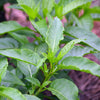 Longevity Spinach (Gynura procumbens)