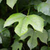Chaya, Mexican Tree Spinach (Cnidoscolus aconitifolius)
