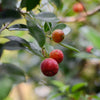 Guava, Strawberry (Psidium cattleianum)
